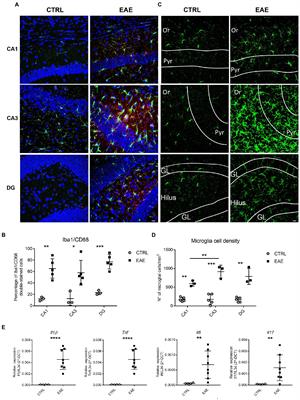 Regionally restricted modulation of Sam68 expression and Arhgef9 alternative splicing in the hippocampus of a murine model of multiple sclerosis